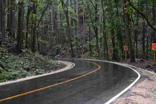 man made forest in bohol