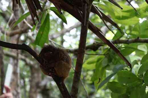 tarsier bohol philippines