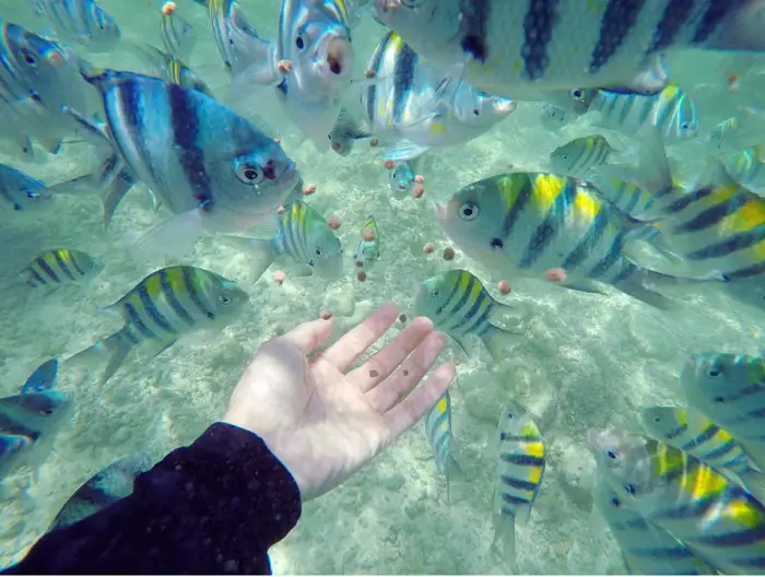 best snorkeling spots philippines