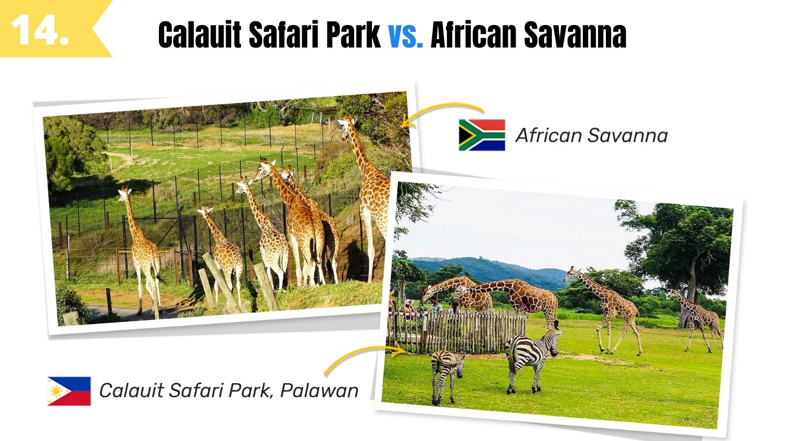calauit safari park palawan vs african savanna