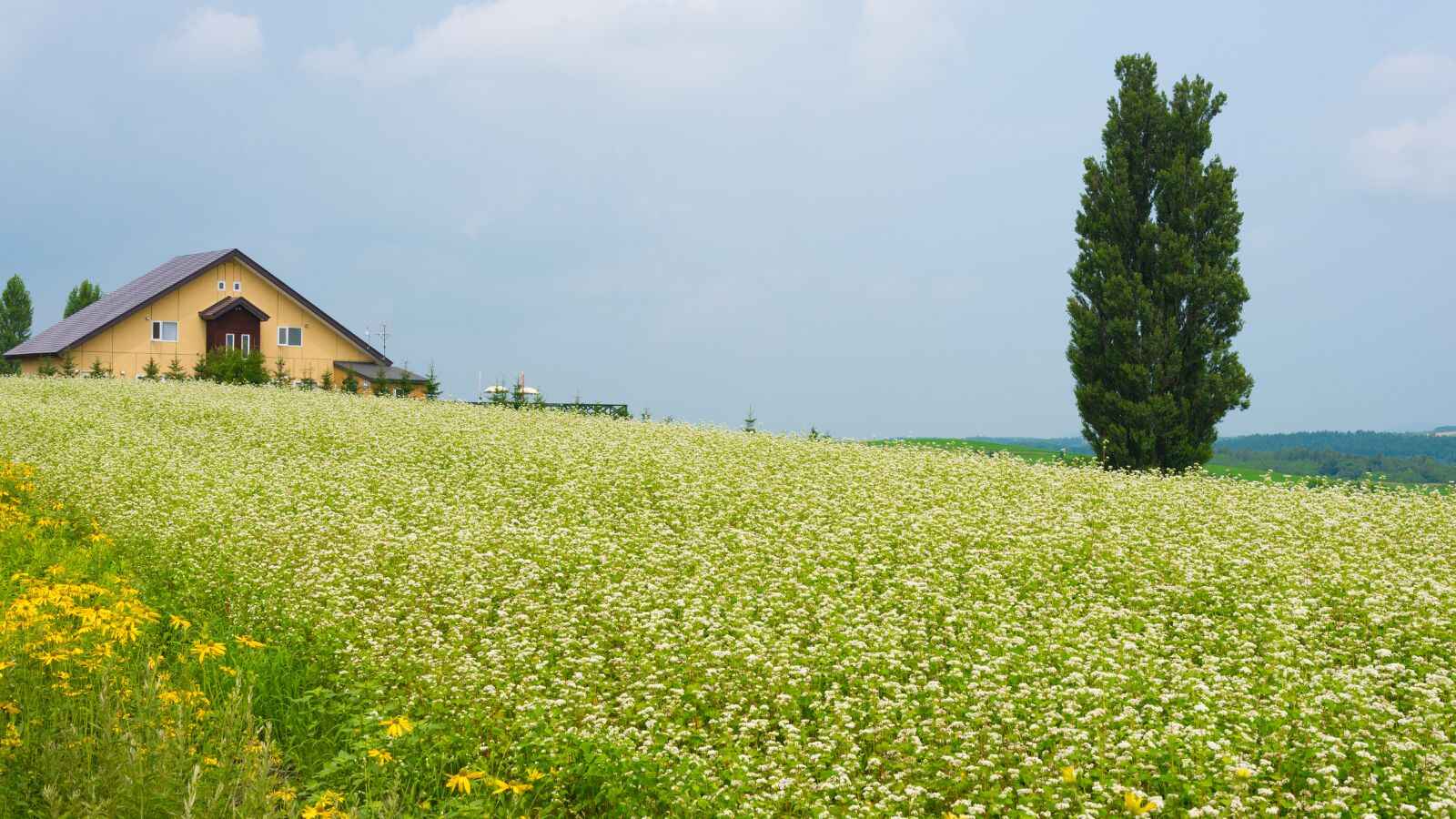 biei hokkaido