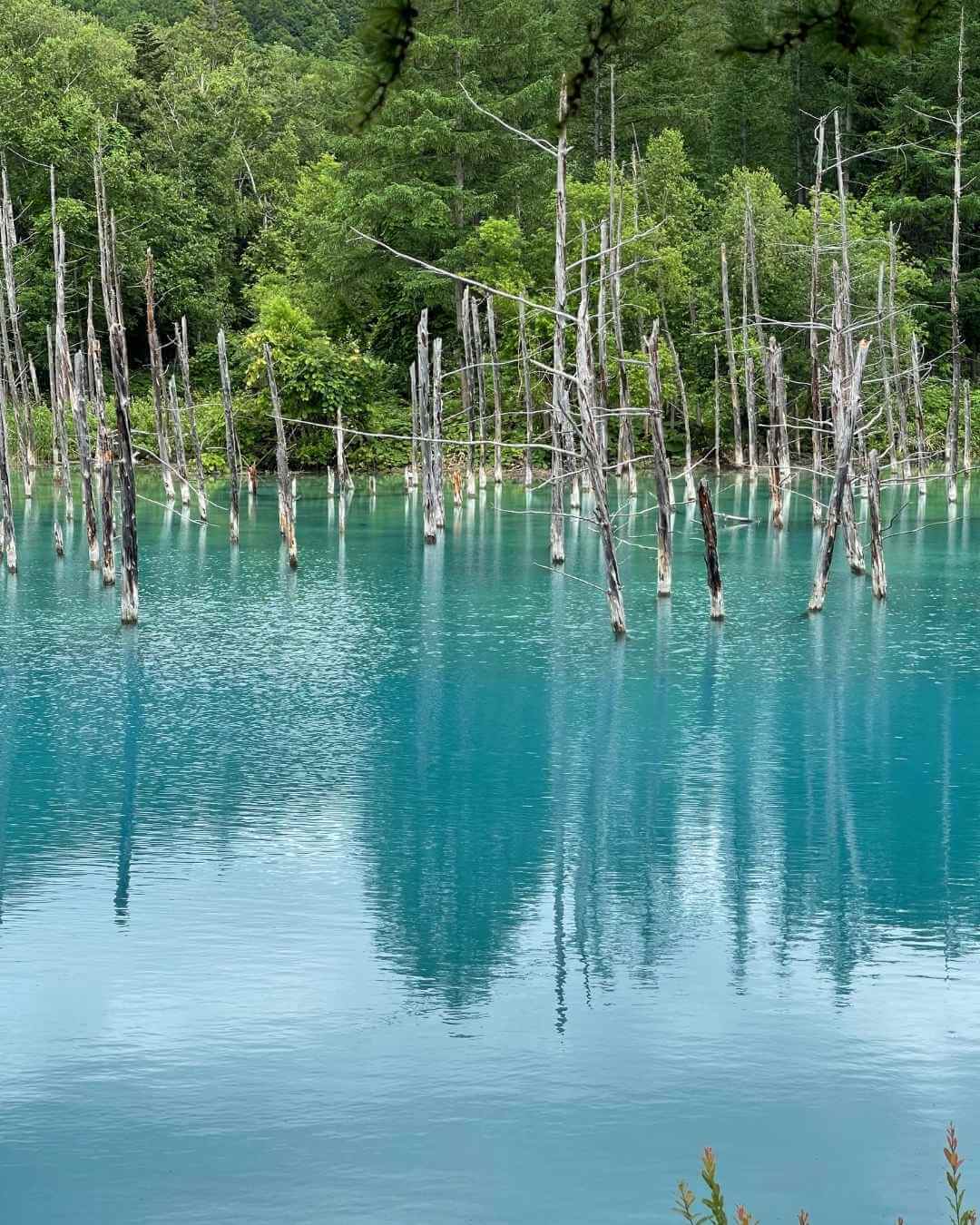shirogane blue pond