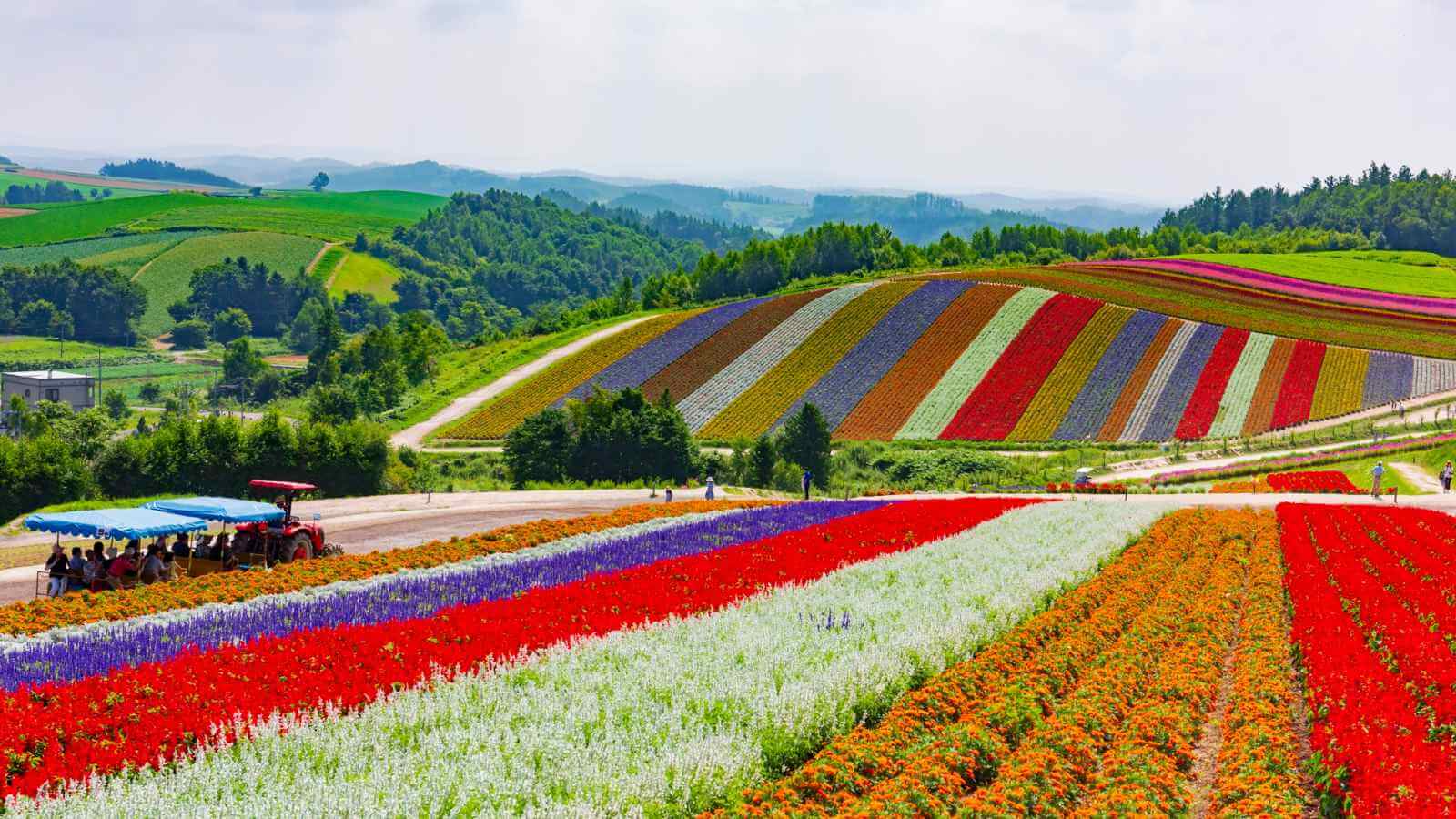 beautiful flowers of hokkaido